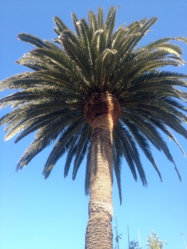 Our Palm Tree
